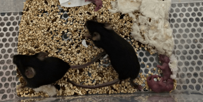 mice in cage at Cleveland Clinic