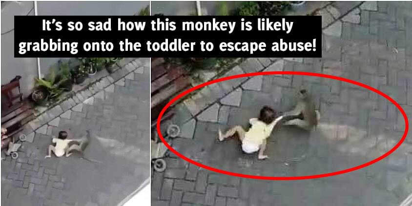 Viral Monkey Snatches Toddler Video Doesn T Show This Peta Viral Monkey Snatches Toddler Video Doesn T Show This Peta