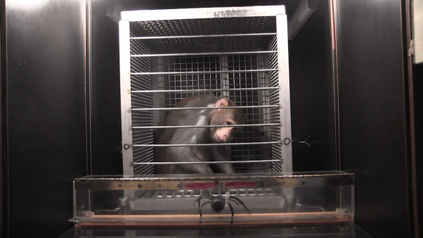 monkeys scared with fake spiders and snakes at NIH