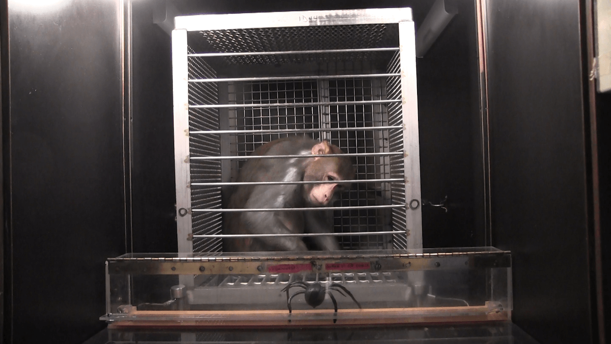 monkeys scared with fake spiders and snakes at NIH