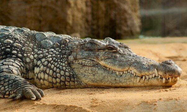 crocodile on sandy beach