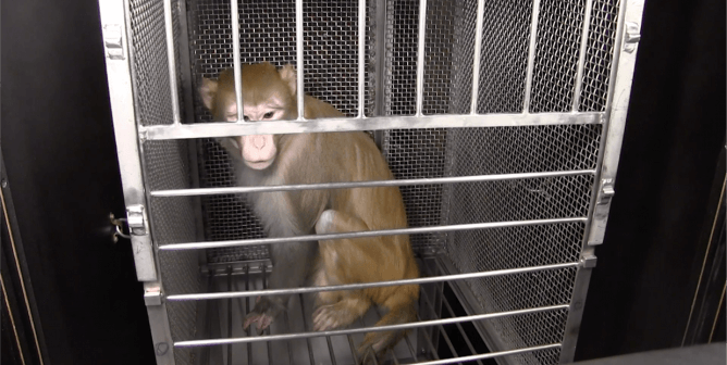 PETA Exposes Misery and Distress in NIMH’s Animal Laboratories