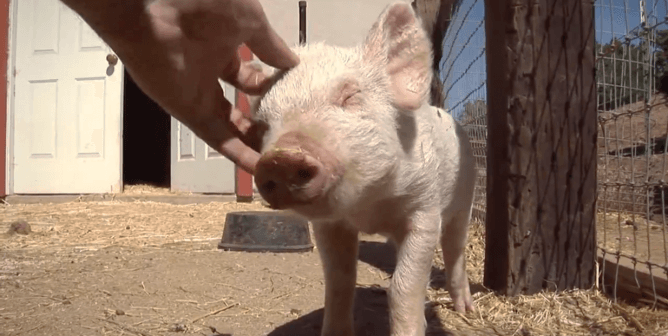 What Does the Bible Say About Animals?