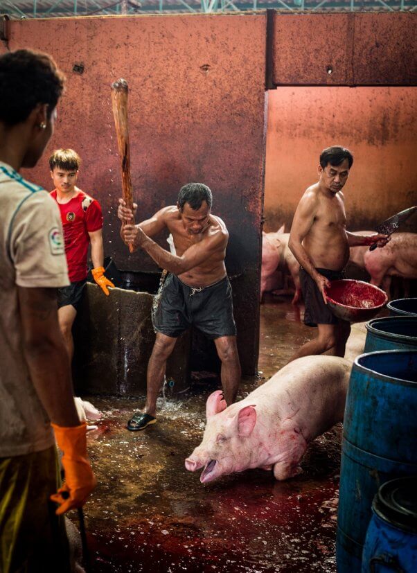 a pig screams as she is clubbed before slaughter