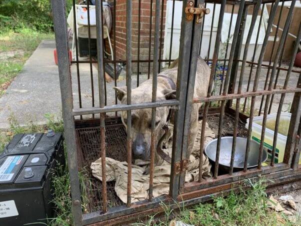 A dog named Queen, crated and suffering from a prolapsed uterus, helped by CAP