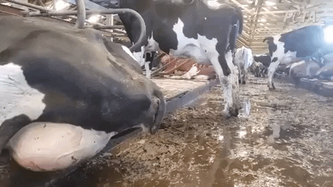 yaoi gif machine milking cow