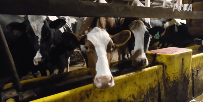 Here’s Why Cows Hate Humans Who Eat Cheese