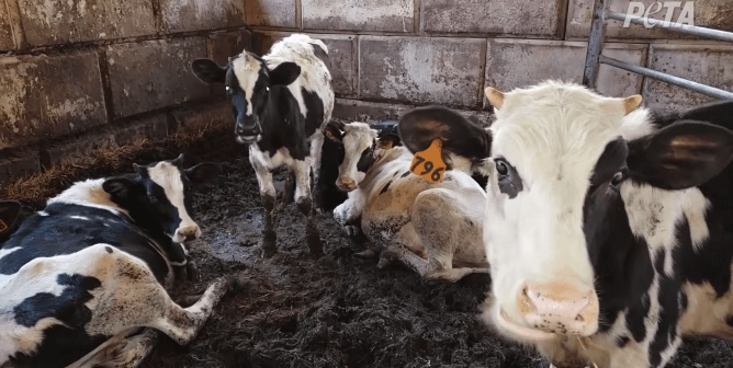 PETA’s Full-Page Ads Call for Dairy-Industry Whistleblowers to Report Cruelty to Cows