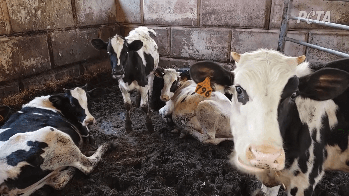 Dairy-Industry Whistleblowers: Report Cruelty to Cows | PETA
