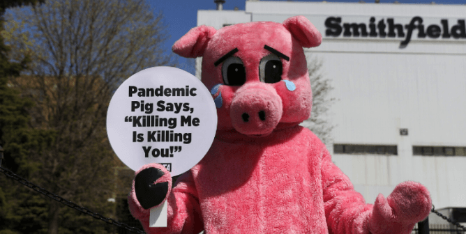Pandemic pig at Smithfield slaughterhouse