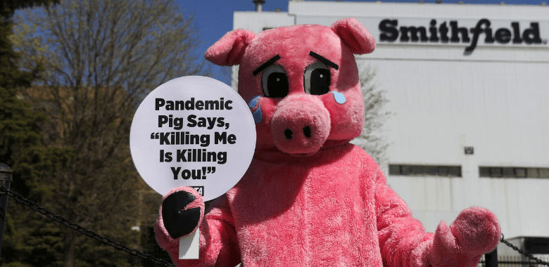 Pandemic pig at Smithfield slaughterhouse