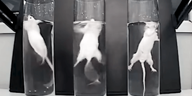 Three mice in the forced swim test