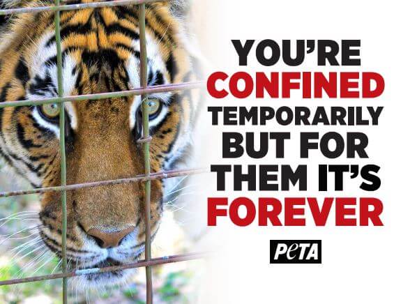 Print Your Own Animal Rights Posters at Home | PETA Print Your Own Animal Rights Posters at Home | PETA