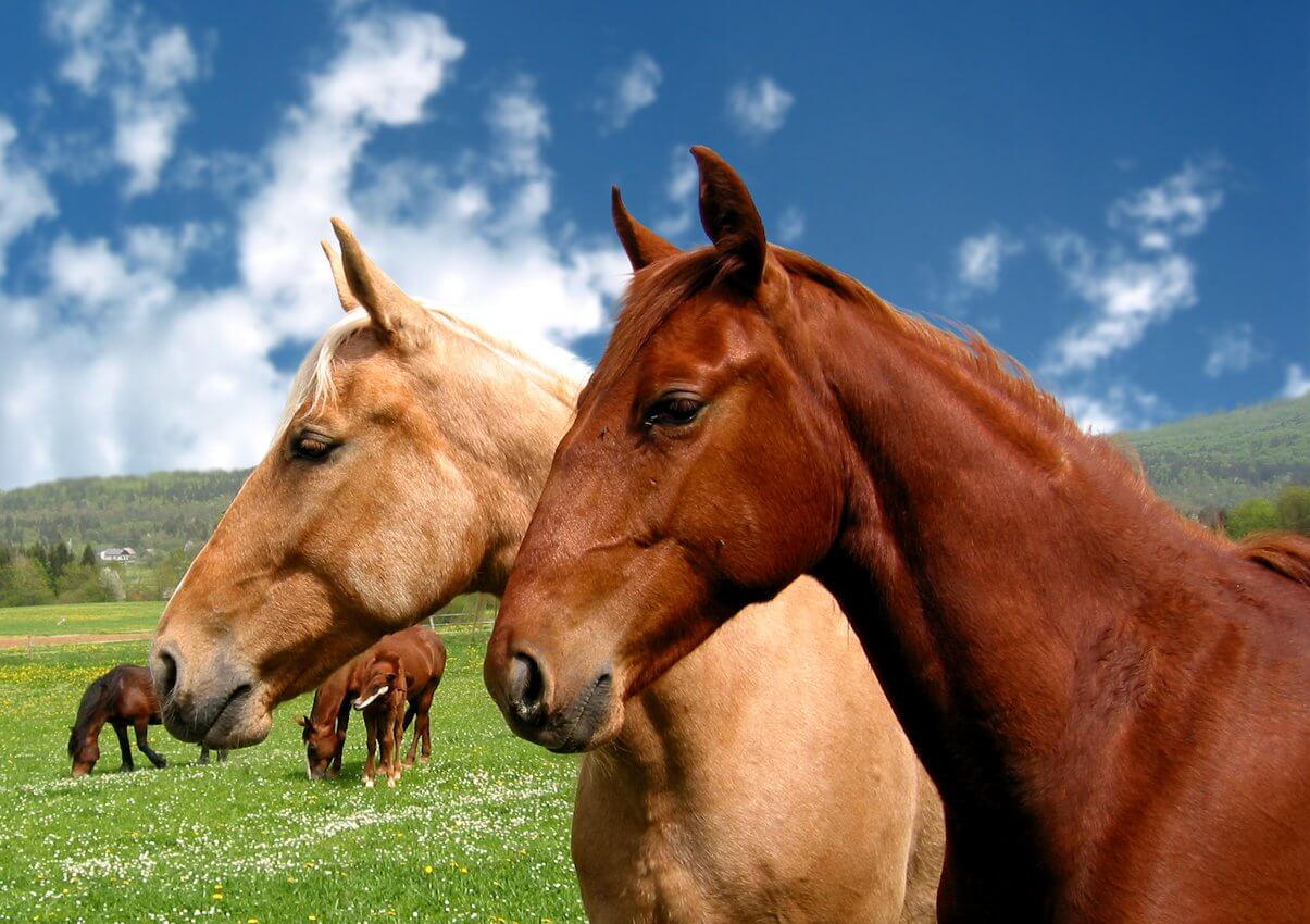 Лошадка на 7. Две лошади. Семья лошадей. Лошадь вблизи. Фото коня.