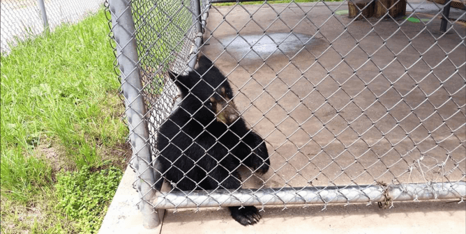 Michael Keaton Condemns Bear-Cub Photo Ops