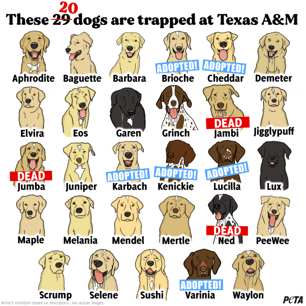 20 Dogs at TAMU