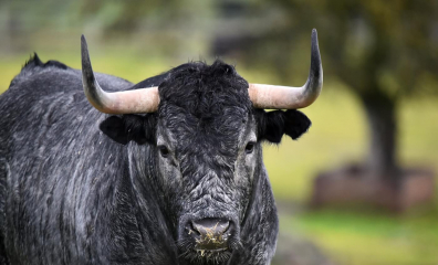 No Bull: The Running of the Bulls Is Canceled Again! Here Are 6 New Ways to Celebrate