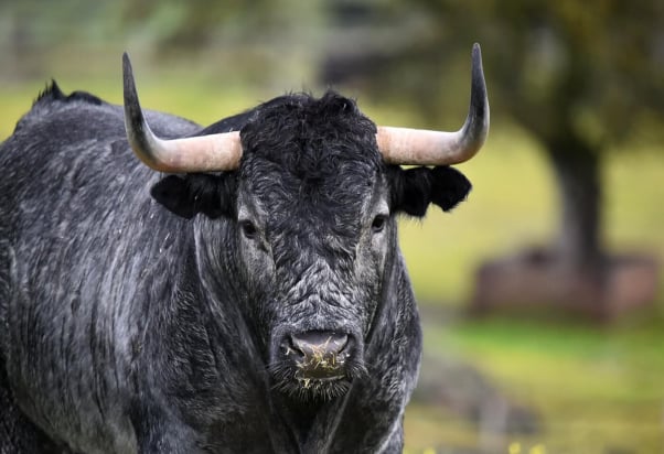 Bull in a field