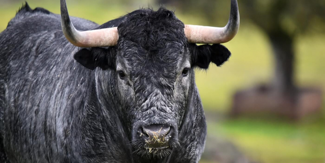 Bull in a field