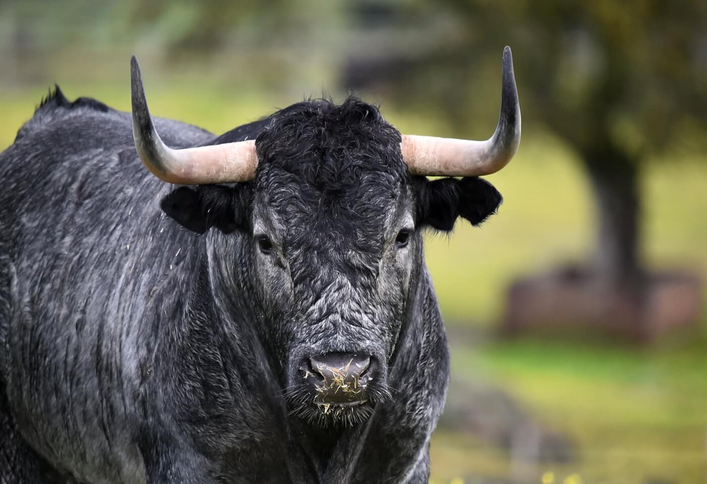 Historic Measure in Bogotá: Restrictions on Bullfighting | PETA