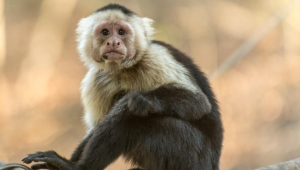 Animals in Movies and on Television: Cruelty Behind the Scenes