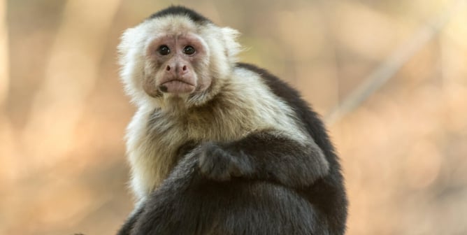 Animals in Movies and on Television: Cruelty Behind the Scenes