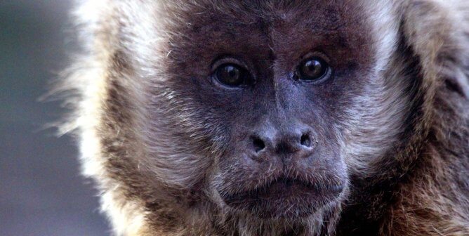 Tell HBO to STOP Exploiting Animals
