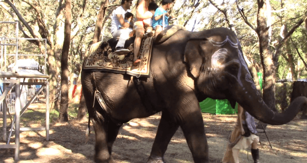 elephant painting and elephant rides are bad for animals