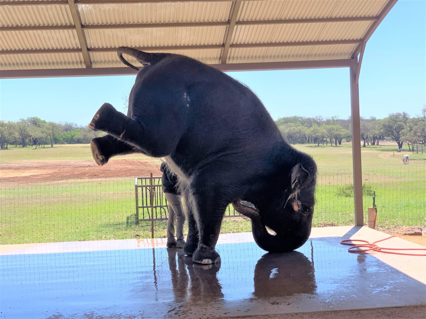 elephant painting handstands rides and other tricks are cruel