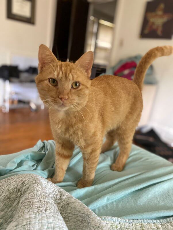 PETA-adoptable-animals-orange-julius