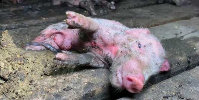 It’s Time to Move Away From Meat