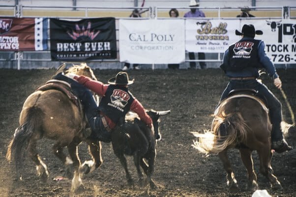 Poly Royal Rodeo human sliding off horse holding onto bull, COVID-19 canceled