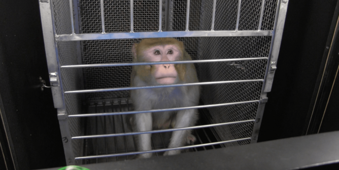 PETA Is Suing: NIH and NIMH Must Stop Mutilating, Tormenting, and Scaring Animals