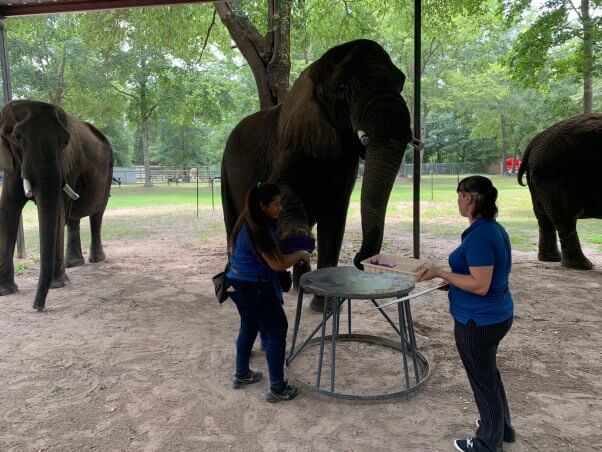 elephant painting at trunks and humps roadside zoo