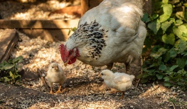 A mother hen looking down at her two chicks