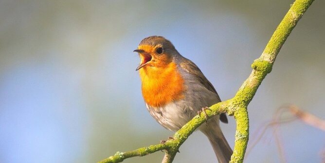 A wild songbird singing while perched on a green tree branch