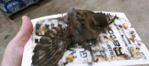 A wild bird caught in a glue trap at Rural King