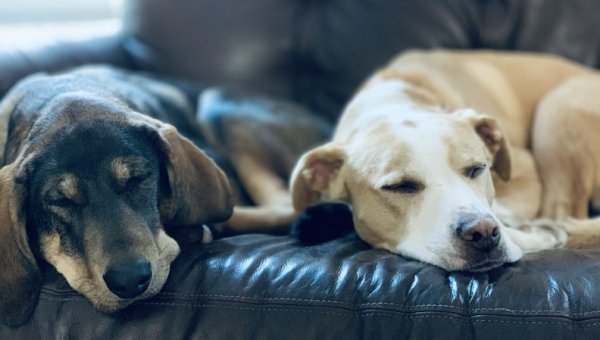 Two dogs sleep together on a couch