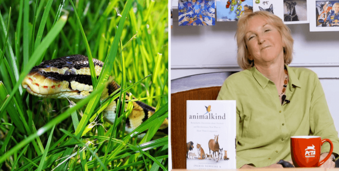 Snake in the grass and PETA President