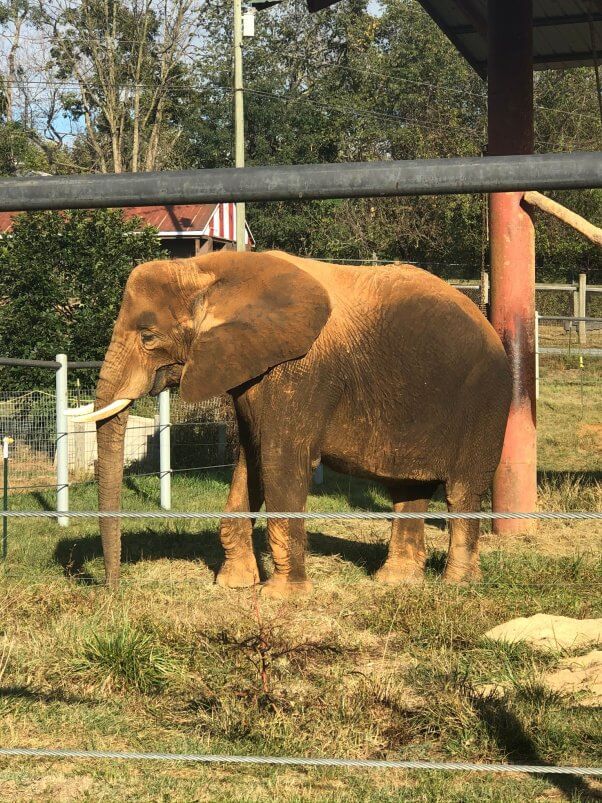 asha the solitary elephant at natural bridge zoo