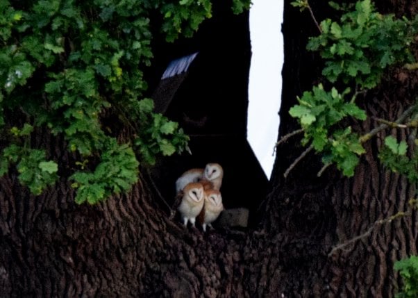 baby barn owls