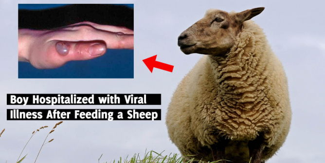 Wool page 3 | PETA Wool page 3 | PETA