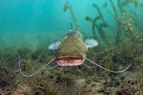 catfish stares at the camera with seaweed