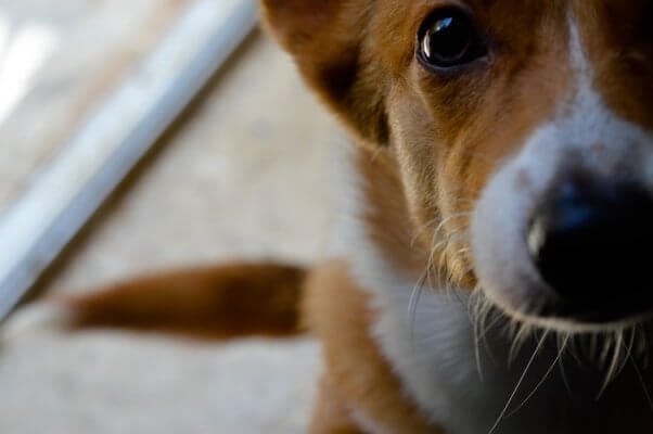 Close up of a Corgi for sale