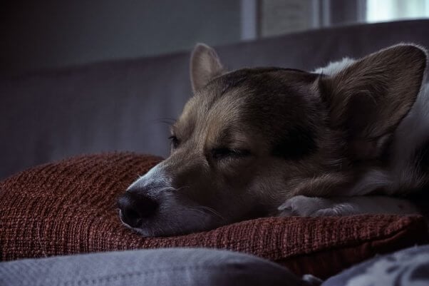 Corgi sleeps on pillow