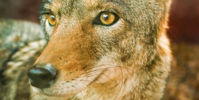 Close up of coyote with reddish-brown background