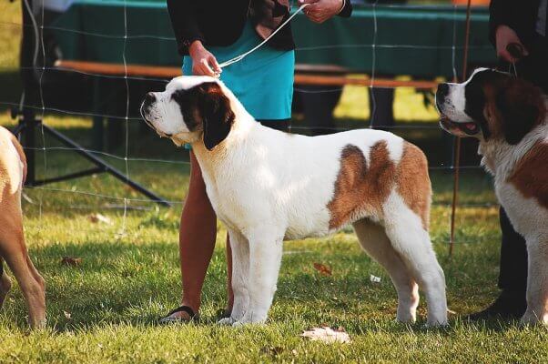 Dogs on leashes at a dog show