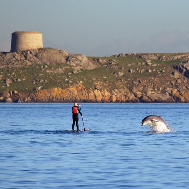 dolphin leaping next to man paddleboarding