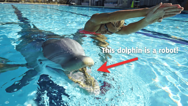 Top Activities for People Who Love Dolphins