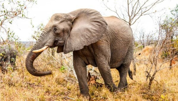 Elephant strolls through yellow grass